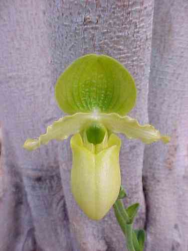 Paphiopedilum primulinum 